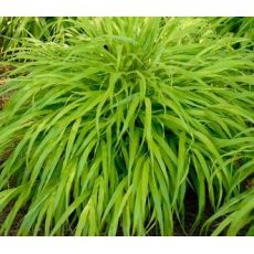 Hakonechloa macra 'All Gold'