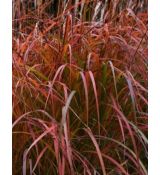 Miscanthus sinensis 'Flammenmeer' - ozdobnica čínska 'Flammenmeer'