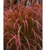 Miscanthus sinensis 'Flammenmeer' - ozdobnica čínska 'Flammenmeer'