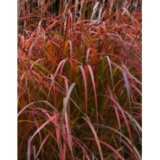 Miscanthus sinensis 'Flammenmeer' - ozdobnica čínska 'Flammenmeer'