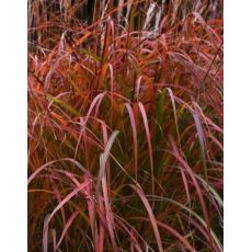 Miscanthus sinensis 'Flammenmeer' - ozdobnica čínska 'Flammenmeer'