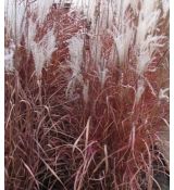 Miscanthus sinensis 'Sioux' - ozdobnica čínska 'Sioux'