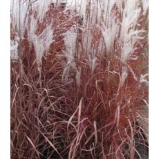 Miscanthus sinensis 'Sioux' - ozdobnica čínska 'Sioux'