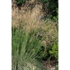 Stipa gigantea - kavyľ obrovský