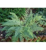 Cheilanthes lanosa - šupinatka (syn. Cheilanthes tomentosa)