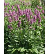 Stachys officinalis - betonika lekárska, čistec lekársky (syn. Betonica officinalis