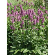 Stachys officinalis - betonika lekárska, čistec lekársky (syn. Betonica officinalis