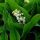Convallaria majalis - konvalinka voňavá