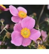 Anemone 'Little Breeze Kiss'