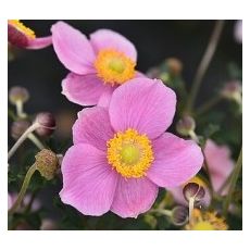 Anemone 'Little Breeze Kiss'