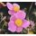 Anemone 'Little Breeze Kiss'