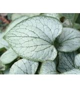 Brunnera macrophylla 'Silver Heart' - brunera veľkolistá 'Silver Heart'