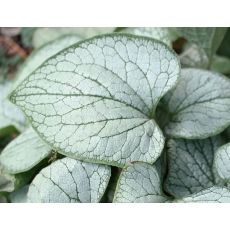 Brunnera macrophylla 'Silver Heart' - brunera veľkolistá 'Silver Heart'