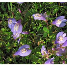 Mazus reptans