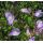 Mazus reptans