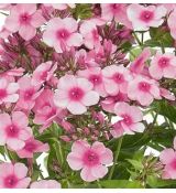 Phlox paniculata 'Early Pink' - flox metlinatý 'Early Pink'