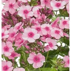 Phlox paniculata 'Early Pink' - flox metlinatý 'Early Pink'