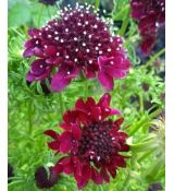 Scabiosa 'Barocca' - hlaváč 'Barocca'
