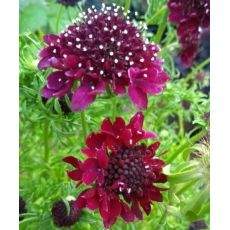 Scabiosa 'Barocca' - hlaváč 'Barocca'