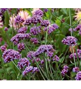 Verbena bonariensis 'Lollipop' - železník argentínsky 'Lollipop'