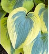 Hosta 'Autumn Frost' - funkia 'Autumn Frost'