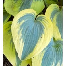 Hosta 'Autumn Frost' - funkia 'Autumn Frost'