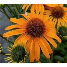 Echinacea × hybrida 'Honey Skipper' - echinacea 'Honey Skipper'