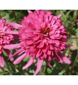 Echinacea × hybrida 'Southern Belle' - echinacea 'Southern Belle'