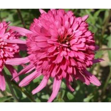 Echinacea × hybrida 'Southern Belle' - echinacea 'Southern Belle'