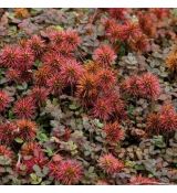 Acaena microphylla 'Kupferteppich'
