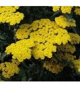 Achillea 'Little Moonshine' - rebríček 'Little Moonshine'