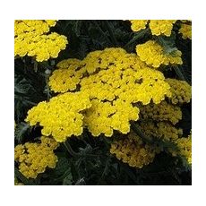 Achillea 'Little Moonshine' - rebríček 'Little Moonshine'