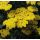 Achillea 'Little Moonshine' - rebríček 'Little Moonshine'