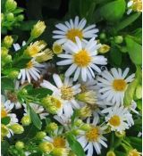 Aster ageratoides 'Ashvi' - astra 'Ashvi'