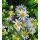 Aster ageratoides 'Ashvi' - astra 'Ashvi'