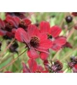 Cosmos atrosanguineus 'Chocamocha' - krasuľka tmavokrvavá 'Chocamocha'