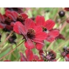 Cosmos atrosanguineus 'Chocamocha' - krasuľka tmavokrvavá  'Chocamocha'