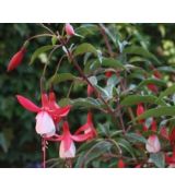 Fuchsia magellanica 'Madame Cornelissen' - fuksia čilská 'Madame Cornelissen'