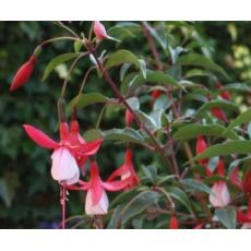 Fuchsia magellanica 'Madame Cornelissen' - fuksia čilská 'Madame Cornelissen'