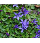 Isotoma fluviatilis 'Dark Blue' - prátia stopkatá 'Dark Blue' (syn. Pratia pedunculata)