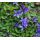 Isotoma fluviatilis 'Dark Blue' - prátia stopkatá 'Dark Blue'  (syn. Pratia pedunculata)