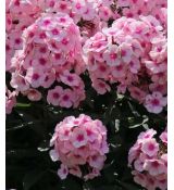 Phlox paniculata 'Bright Eyes'' - flox metlinatý 'Bright Eyes''