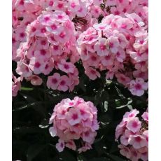 Phlox paniculata 'Bright Eyes'' - flox metlinatý 'Bright Eyes''
