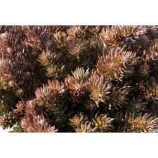 Sedum hakonense 'Chocolate Ball' - rozchodník 'Chocolate Ball'