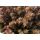 Sedum hakonense 'Chocolate Ball' - rozchodník 'Chocolate Ball'