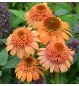Echinacea × hybrida 'Supreme Cantaloupe' - echinacea 'Supreme Cantaloupe'