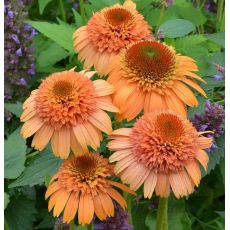 Echinacea × hybrida 'Supreme Cantaloupe' - echinacea 'Supreme Cantaloupe'
