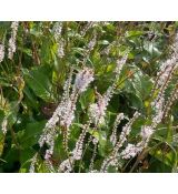 Polygonum amplexicaule 'Alba' - horčiak 'Alba' (syn. Bistorta, Persicaria)