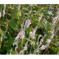 Polygonum amplexicaule 'Alba' - horčiak 'Alba' (syn. Bistorta, Persicaria)