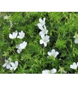 Geranium sanguineum 'Album' - pakost krvavý 'Album'